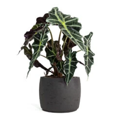 Alocasia Amazonica Polly - Elephant Ear -Greencore Store Alocasia amazonica Polly Elephant Ear Mini Valerie Plant Pot Black Washed 22e07904 1dda 4bb2 b6a7 89158be5d587