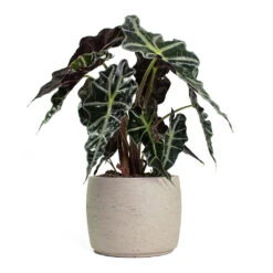 Mini Valerie Plant Pot - Grey Washed -Greencore Store Alocasia amazonica Polly Elephant Ear Mini Valerie Plant Pot Grey Washed