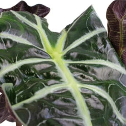 Alocasia Amazonica Polly - Elephant Ear -Greencore Store Alocasia amazonica Polly Elephant Ear SWATCH 3