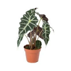 Alocasia Amazonica Polly - Elephant Ear -Greencore Store Alocasia amazonica Polly Elephant Ear 941f9e9b ed40 488c b41e b561353cf4b6