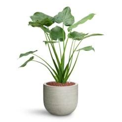 Cody Plant Pot - Ridged Cement -Greencore Store Alocasia cucullata Hooded Dwarf Elephant Ear HydroCare Cody Plant Pot Ridged Cement 7ec88a3a d348 4da6 9343 303faf2c4ed5
