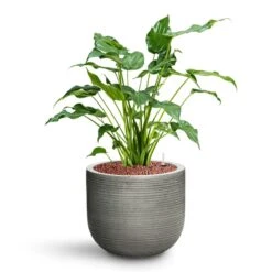 Cody Plant Pot - Ridged Dark Grey -Greencore Store Alocasia cucullata Hooded Dwarf Elephant Ear HydroCare Cody Plant Pot Ridged Dark Grey 17486c34 743e 4666 9978 55626f63b071
