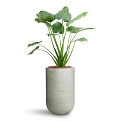 Cody Plant Vase - Ridged Cement -Greencore Store Alocasia cucullata Hooded Dwarf Elephant Ear HydroCare Cody Plant Vase Ridged Cement 53311a7c c5fe 4cb5 81ec 0b5e78a179fa