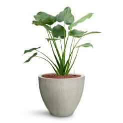 Jesslyn Plant Pot - Ridged Cement -Greencore Store Alocasia cucullata Hooded Dwarf Elephant Ear HydroCare Jesslyn Plant Pot Ridged Cement 6bf6c966 7de7 4b9d a2b1 1be380853a18