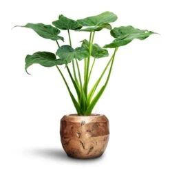 Alocasia Cucullata - Hooded Dwarf Elephant Ear - HydroCare -Greencore Store Alocasia cucullata Hooded Dwarf Elephant Ear HydroCare Opus Raw Couple Planter Gold