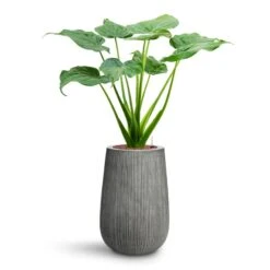 Alocasia Cucullata - Hooded Dwarf Elephant Ear - HydroCare -Greencore Store Alocasia cucullata Hooded Dwarf Elephant Ear HydroCare Patt High Plant Vase Ridged Dark Grey