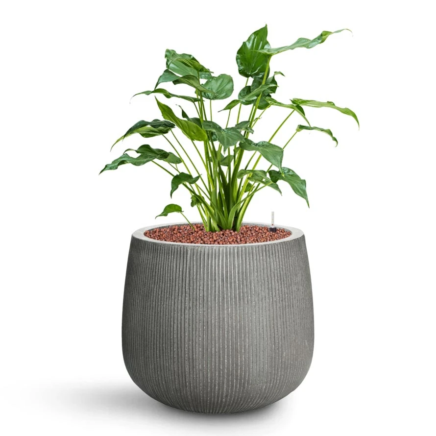 Pax Planter - Ridged Dark Grey 6 Pax Planter - Ridged Dark Grey - Image 4