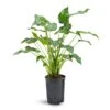 Alocasia Cucullata - Hooded Dwarf Elephant Ear - HydroCare -Greencore Store Alocasia cucullata Hooded Dwarf Elephant Ear Hydroculture 15 19x55cm