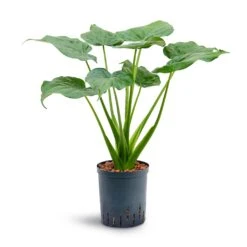 Alocasia Cucullata - Hooded Dwarf Elephant Ear - HydroCare -Greencore Store Alocasia cucullata Hooded Dwarf Elephant Ear Hydroculture 18 19x70cm