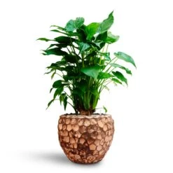 Alocasia Cucullata - Hooded Dwarf Elephant Ear - HydroCare -Greencore Store Alocasia cucullata Hooded Dwarf Elephant Ear HydrocultureFacets Couple Planter Into Coco