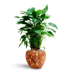 Alocasia Cucullata - Hooded Dwarf Elephant Ear - HydroCare -Greencore Store Alocasia cucullata Hooded Dwarf Elephant Ear HydrocultureFacets Couple Planter Jenga