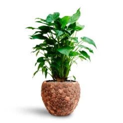 Alocasia Cucullata - Hooded Dwarf Elephant Ear - HydroCare -Greencore Store Alocasia cucullata Hooded Dwarf Elephant Ear HydrocultureFacets Couple Planter Out Of Coco