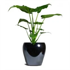 Amora Plant Pot - Anthracite Mirror -Greencore Store Alocasia cucullata Hooded Dwarf ElephantEar 19x75cm Amora Plant Pot Anthracite Mirror 26x26cm 926da5da 3fbe 4a6c b1ef 1c3e9482e1a5
