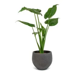 Mini Orb Kevan Plant Pot - Black Washed 23 Mini Orb Kevan Plant Pot - Black Washed -Greencore Store Alocasia cucullata Mini Orb Kevan Plant Pot Black Washed 02bf3936 cc56 4d97 bb0a 8fed8a435123