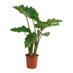 Alocasia Portodora - Upright Elephant Ear -Greencore Store Alocasia portodora