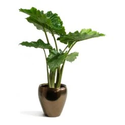 Alocasia Portodora - Upright Elephant Ear -Greencore Store Alocasia portodora Amora Black Gold Plant Pot