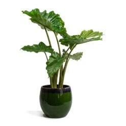 Alocasia Portodora - Upright Elephant Ear -Greencore Store Alocasia portodora Charlotte Plant Pot Green