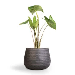 Angle Darcy Plant Pot - Anthracite 12 Angle Darcy Plant Pot - Anthracite -Greencore Store Alocasia zebrina Tiger Elephant Ear 19x75cm Angle Darcy Plant Pot Anthracite 34.5x24cm 1 e69cd94e 70aa 4082 864f 450af7ddf6c4