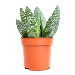 Aloe Vera Paradisicum - Jurassic Dino 13 Aloe Vera Paradisicum - Jurassic Dino -Greencore Store Aloe Vera Paradisicum Jurassic Dino 10.5x20cm