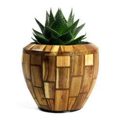 Facets Couple Planter - Jenga -Greencore Store Aloe aristata Cosmo Facets Couple Planter Jenga