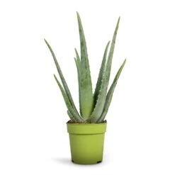 Aloe Vera -Greencore Store Aloe vera 12x35cm