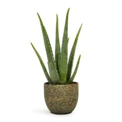 Aloe Vera -Greencore Store Aloe vera 12x35cm Rinca Plant Pot Shiny Green 15x13cm