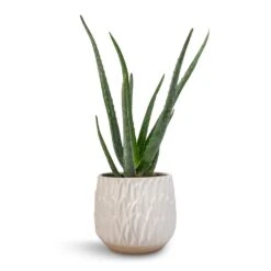 Arles Leaf Plant Pot - White -Greencore Store Aloe vera 12x40cm Arles Leaf Plant Pot White 17x17cm