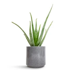 Aloe Vera -Greencore Store Aloe vera 12x40cm Remmi Glaze Plant Pot Grey 16x16cm 643ded9d a6ed 4b82 8b19 1b4189d14970