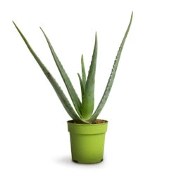 Aloe Vera -Greencore Store Aloe vera 12x40cm 039499a8 986e 4a9b bff6 24faae8bf7ee