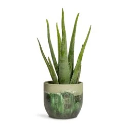 Aloe Vera -Greencore Store Aloe vera 15x45cm Moon Plant Pot Jungle 19x16cm a2fafaff 37af 44fb 924a 2f5bd5020ffd