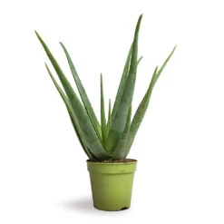 Aloe Vera -Greencore Store Aloe vera 15x50cm