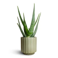 Aloe Vera -Greencore Store Aloe vera 15x50cm Bourton Scalloped Plant Pot Sage 18x18cm b187f9df 6bb8 440e a7c3 717616bd60dc