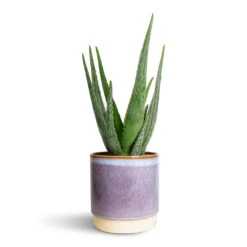 Aloe Vera -Greencore Store Aloe vera 15x50cm Copenhagen Plant Pot Blue 18.5x19.5cm 2337ba21 7965 4bf1 8ce5 5b3276fc3250