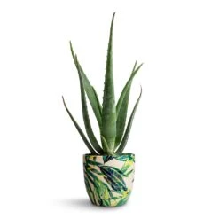 Aloe Vera -Greencore Store Aloe vera 15x50cm Monza Plant Pot Botanical Fern 17x17cm e9257a20 191d 4734 bbc2 871ad769d340