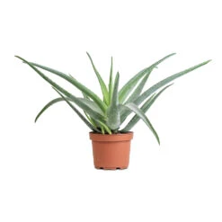 Aloe Vera -Greencore Store Aloe vera 19x55cm