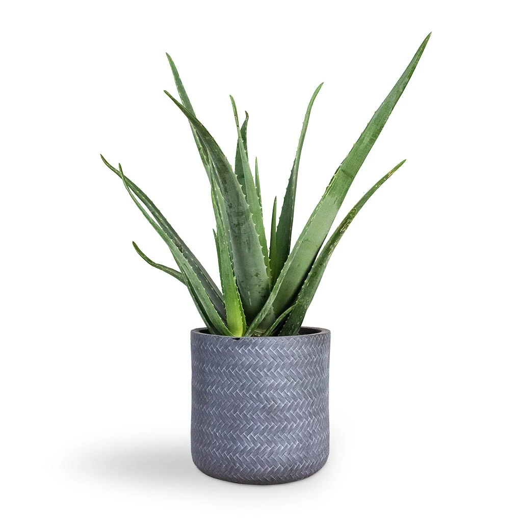 Angle Cylinder Plant Pot - Grey 4 Angle Cylinder Plant Pot - Grey - Image 2