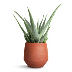 Aloe Vera -Greencore Store Aloe vera 19x55cm Humus Plant Pot Terra 20x23cm ce3f5633 e2ed 4b74 8d49 6017fd3bb85a
