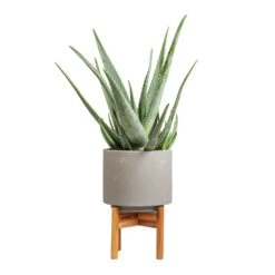 Aloe Vera -Greencore Store Aloe vera 19x55cm Vigo Plant Pot with Wooden Stand Concrete Grey 22x30.5cm 6b7ea2e3 3e5a 43fa 84e1 d5363b5354f9