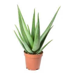 Aloe Vera -Greencore Store Aloe vera 19x60cm