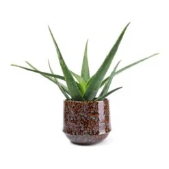 Aloe Vera -Greencore Store Aloe vera 21x60cm Noud Plant Pot Marrakesh 26x22cm