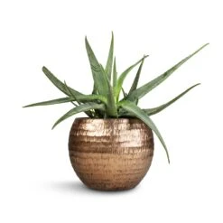 Aloe Vera -Greencore Store Aloe vera 21x60cm Opus Hammered Globe Planter Gold 40x32cm 49b50c0f 610d 4ae7 a308 0bfde6d2495e
