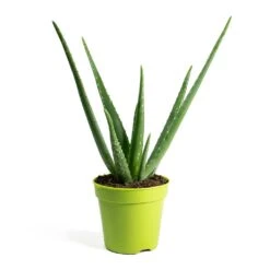Aloe Vera -Greencore Store Aloe vera
