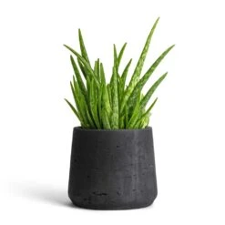 Patt Plant Pot - Black Washed -Greencore Store Aloe vera Clumb 12x30cm Patt Plant Pot Black Washed 17x14cm 901f7a69 45e9 4993 b044 761cc737bcc3