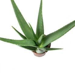 Aloe Vera -Greencore Store Aloe vera Leaves