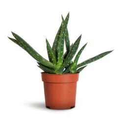 Aloe Vera Paradisicum - Jurassic Dino 17 Aloe Vera Paradisicum - Jurassic Dino -Greencore Store Aloe vera Paradisicum 10.5x20cm 1