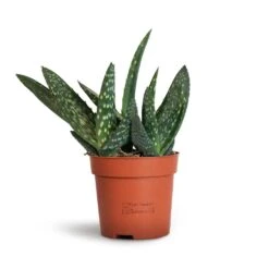 Aloe Vera Paradisicum - Jurassic Dino 18 Aloe Vera Paradisicum - Jurassic Dino -Greencore Store Aloe vera Paradisicum 10.5x20cm 2