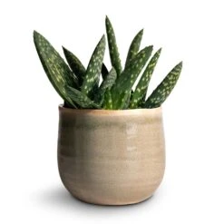 Aloe Vera Paradisicum - Jurassic Dino 14 Aloe Vera Paradisicum - Jurassic Dino -Greencore Store Aloe vera Paradisicum 10.5x20cm Iris Plant Pot Mint 14x12cm
