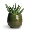 Aloe Vera Paradisicum - Jurassic Dino -Greencore Store Aloe vera Paradisicum 10.5x20cm Mischa Plant Pot Forest Green 15x14cm