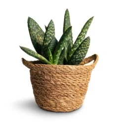 Aloe Vera Paradisicum - Jurassic Dino 15 Aloe Vera Paradisicum - Jurassic Dino -Greencore Store Aloe vera Paradisicum 10.5x20cm Nelis Plant Basket Natural 13x12cm