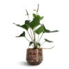 Anthurium Arrow -Greencore Store Anthurium Arrow 14x50cm Noud Plant Pot Marrakesh 17x15cm